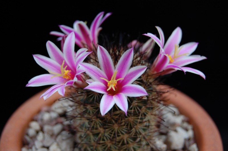 Mammillaria blossfeldiana 3070-b11