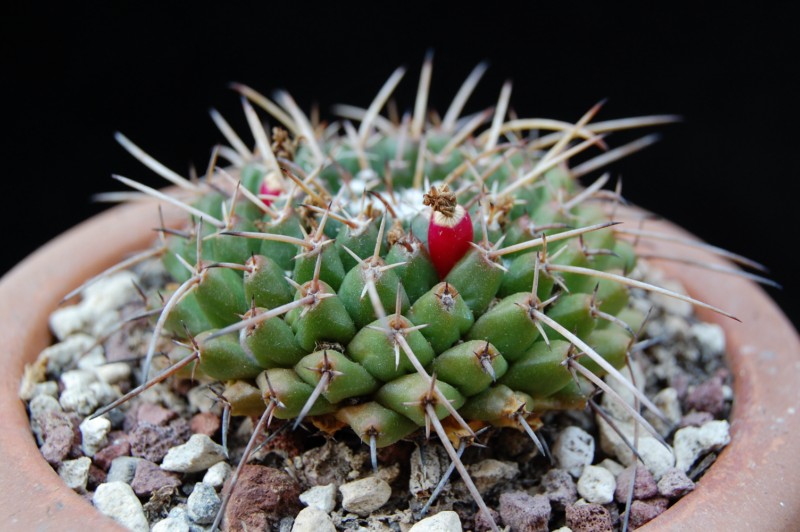 Mammillaria bucareliensis 3146-b13