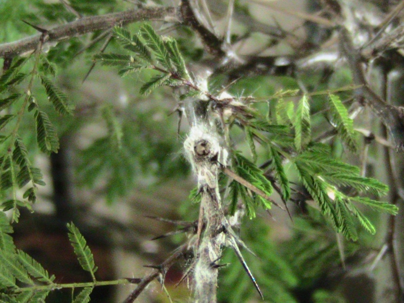 What is this ?Acacia Pennatula, Feather Acacia Acacia11