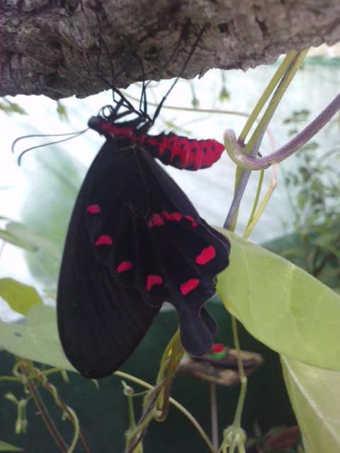 Les papillons du moment P1309112