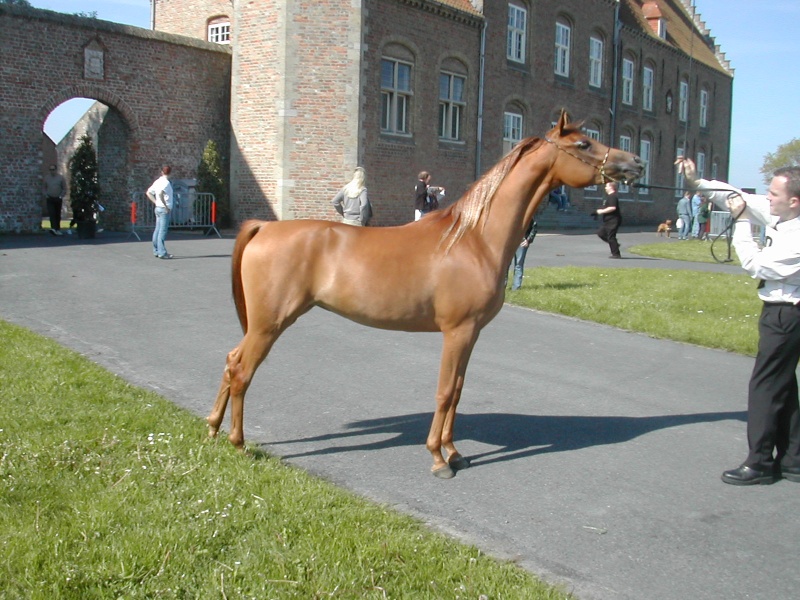 Faber Arabians, la passion du pur-sang arabe de lignée russe  Azzell10