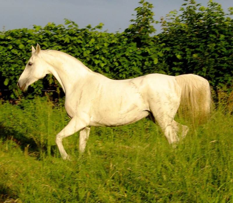 Faber Arabians, la passion du pur-sang arabe de lignée russe  Dsc00210