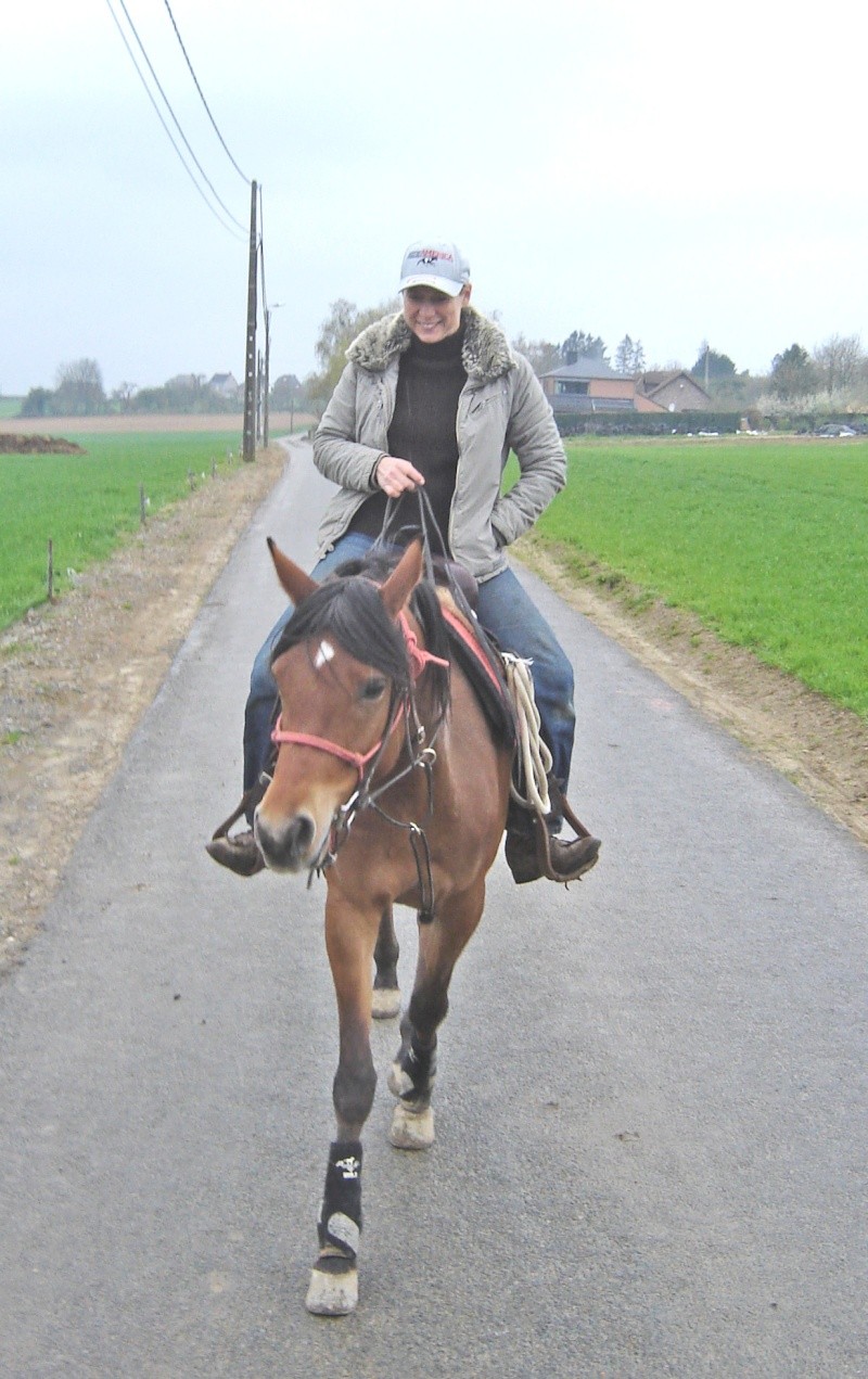 Un bonjour des pur-sang arabes russes de Dréhance Dsc03410