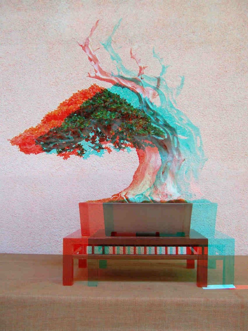 Mostra bonsai Club Palermo 3d310