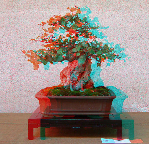 Mostra bonsai Club Palermo Carrub10