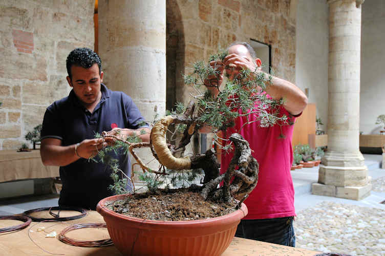 Mostra bonsai Club Palermo Dsc_0011