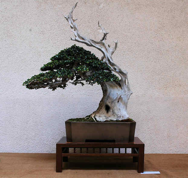 Mostra bonsai Club Palermo Immagi10