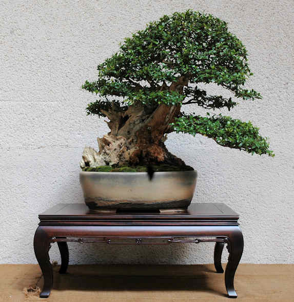 Mostra bonsai Club Palermo Immagi11