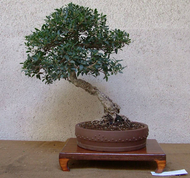 Mostra bonsai Club Palermo Immagi17