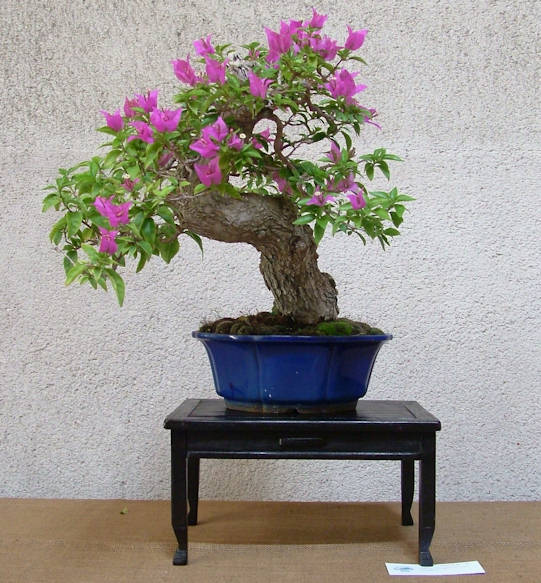 Mostra bonsai Club Palermo Immagi18