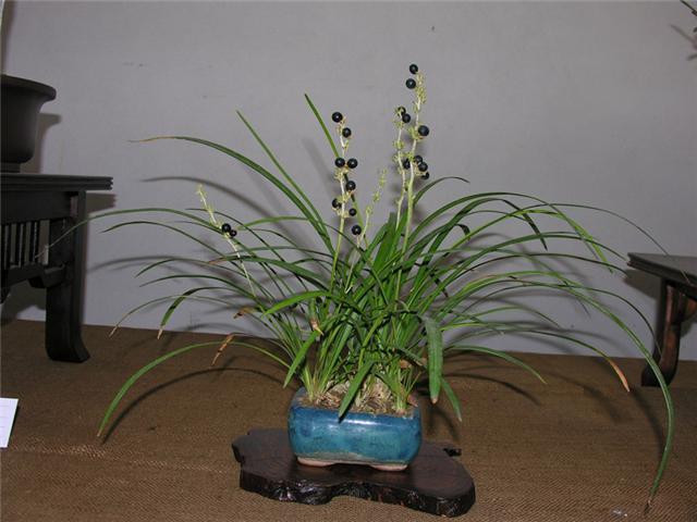 Convallaria Japonica  Ophiop10