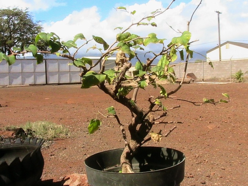 Bonsai Bougainvillea, advice greatly appreciated Img_0311