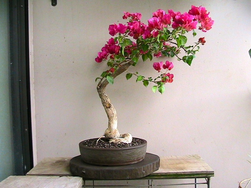 Bonsai Bougainvillea, advice greatly appreciated Img_0512