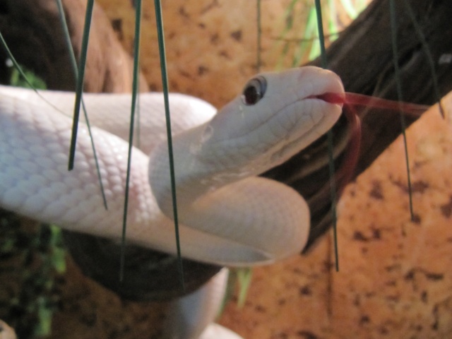 Pantherophis obsoletus /American snake ratter Img_2531