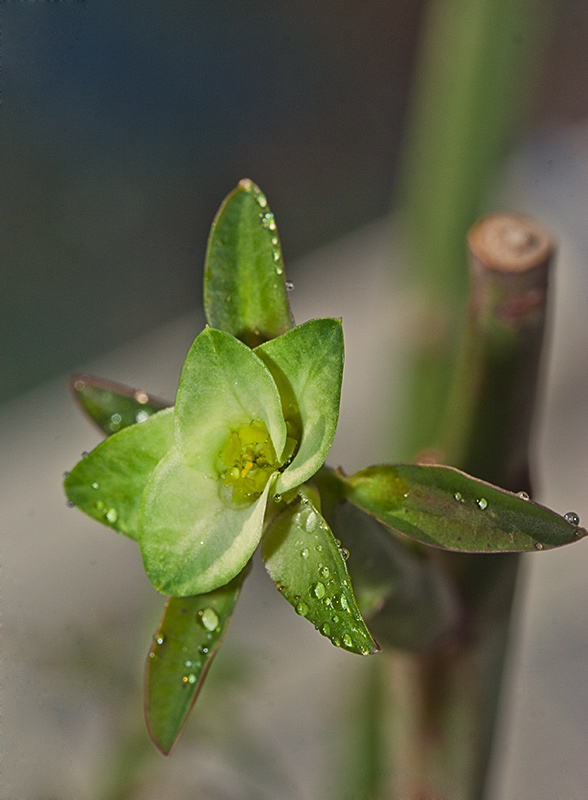 Euphorbia pteroneura Euph_p11