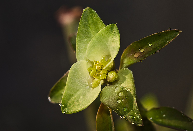 Euphorbia pteroneura Euph_p12