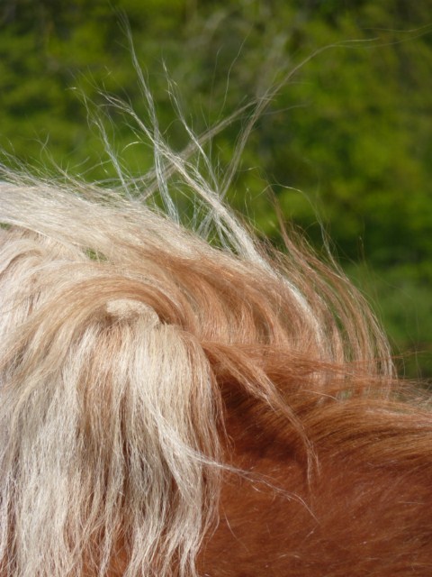 Concours photo du mois d'avril : un crin de cheval P1030044