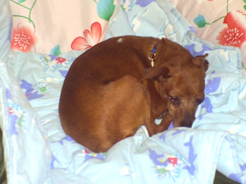 CANDY, type pinscher nain femelle, 8 ans environ 05110