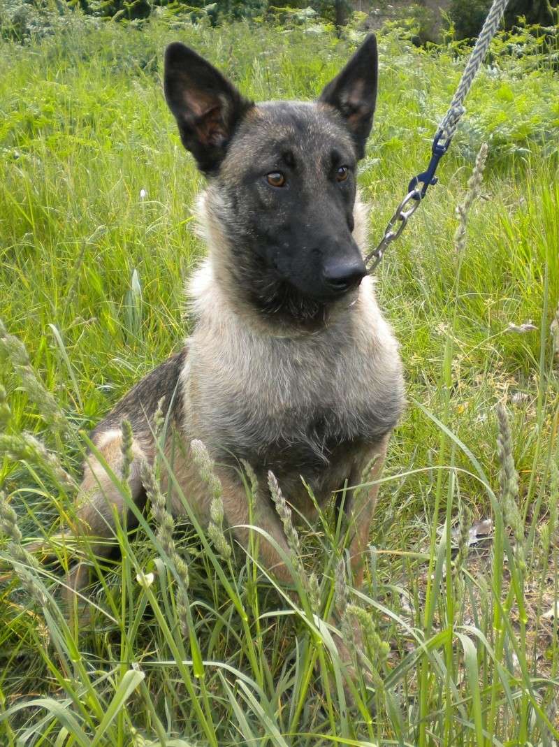 FUTE, mâle malinois charbonné, 1 an - Délai 20 mai  Dscn0917