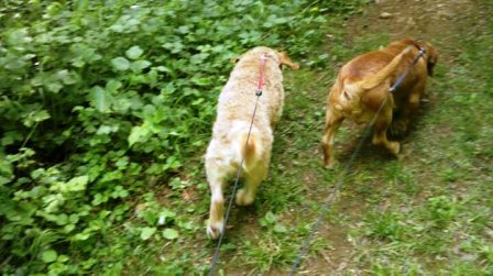 Calico et Calao 2 petits chiens inseparable arrivés en 2007  - Page 3 Calico16