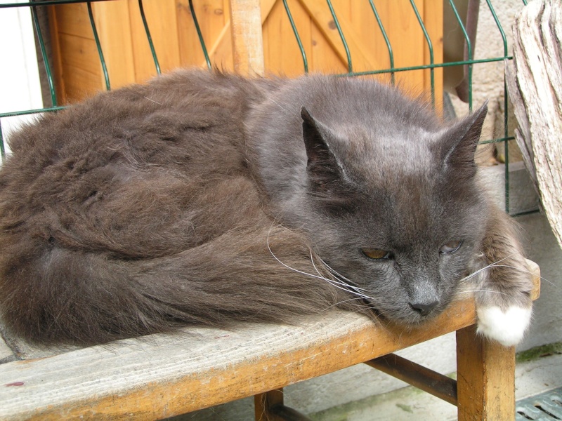 Chaussette croisé main coon gris et blanc né en 2006 Chause34