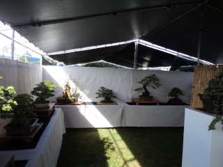 kauai bonyu kai spring bonsai show Dsc00150