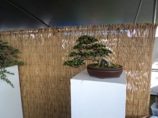kauai bonyu kai spring bonsai show Dsc00151