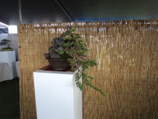 kauai bonyu kai spring bonsai show Dsc00152