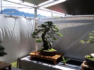 kauai bonyu kai spring bonsai show Dsc00242