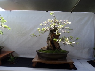 kauai bonyu kai spring bonsai show Dsc00243