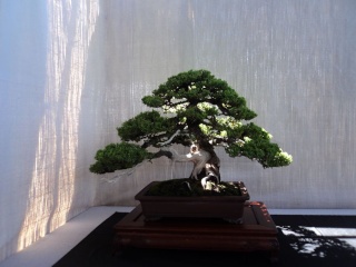 kauai bonyu kai spring bonsai show Dsc00244