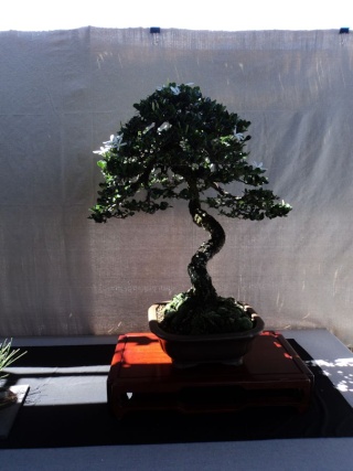 kauai bonyu kai spring bonsai show Dsc00246