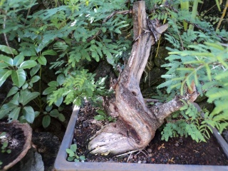 acacia for bonsai Dsc00612
