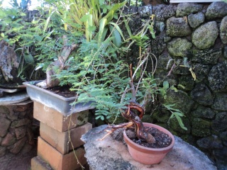 acacia for bonsai Dsc00613