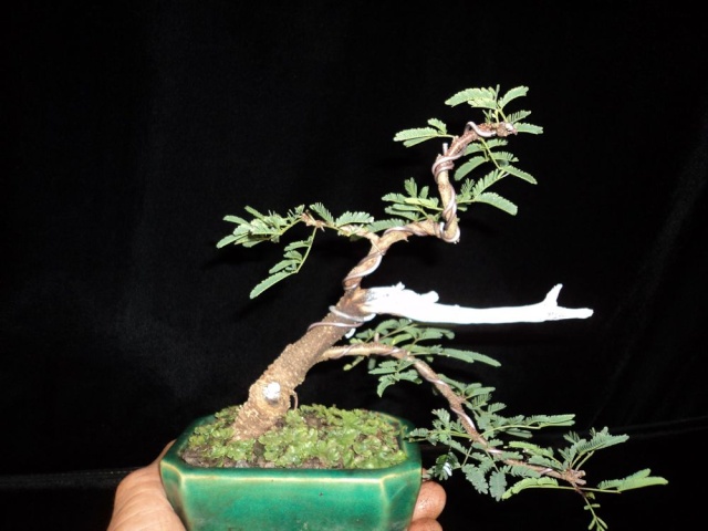 acacia for bonsai Dsc00618