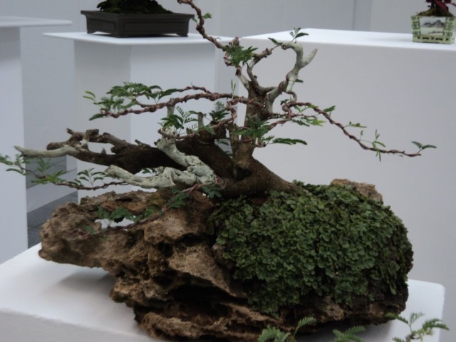 acacia for bonsai Dsc00619
