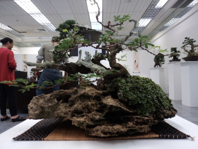 acacia for bonsai Dsc00711