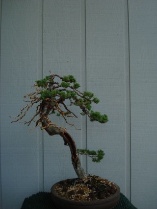 restyle procumbens juniper Dsc07414
