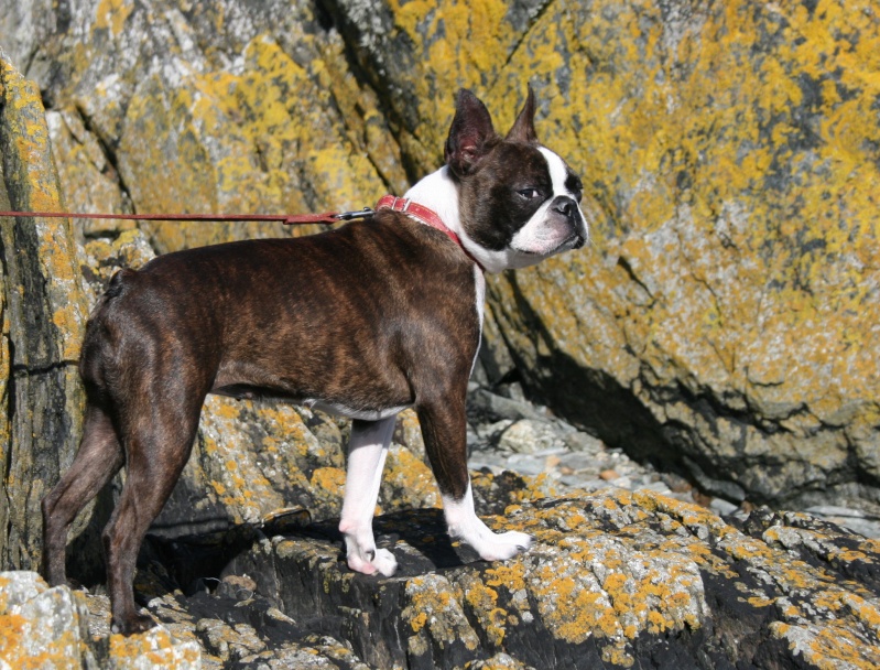 boston terrier / bouledogue français