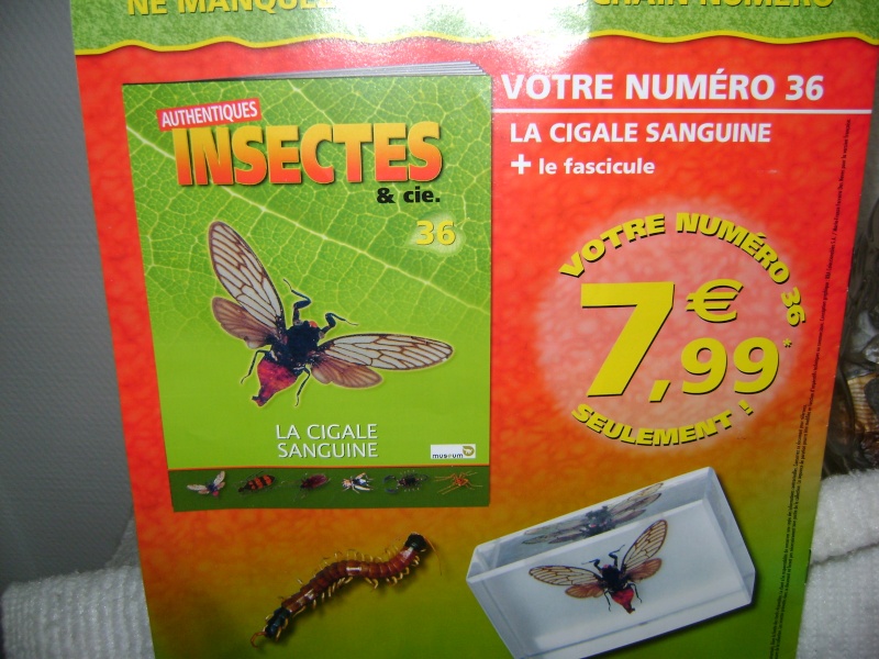 Nous faisons la collection des insectes géants et vous ? - Page 7 Dsc00123