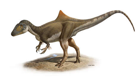 Un étrange dinosaure bossu découvert en Espagne  Media_23