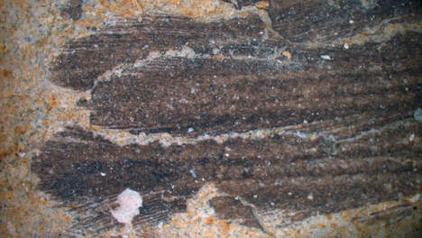 Des fossiles de plumes d'un manchot âgé de 36 millions d'années découvertes Media_37