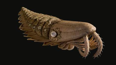Le fossile d'une crevette géante découvert dans le désert Media_72