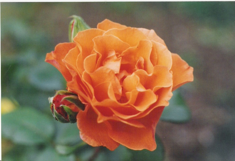 Quelques photos de fleurs Orange10