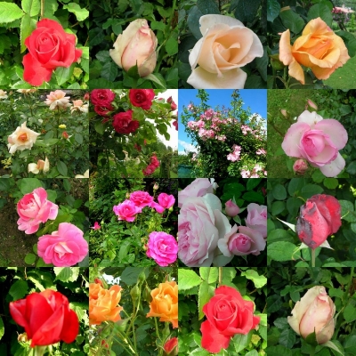 Quelques photos de fleurs Roses-10