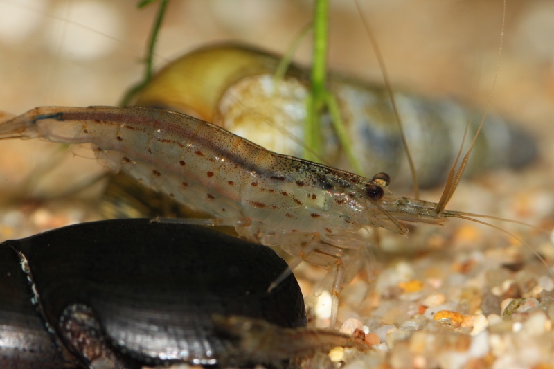 Caridina mulditentata? Img_2810