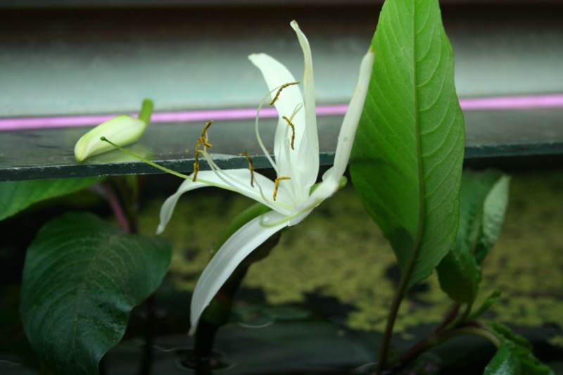 Sans engrais ni Co2 :Voici une fleur de Crinum calamistratum Img_8511