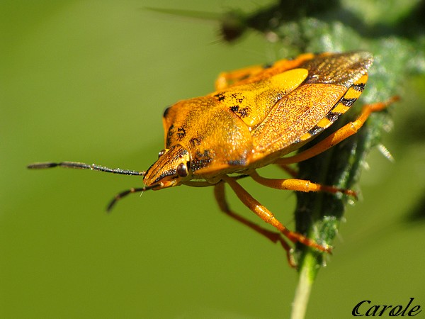 Carpocoris Carpoc10