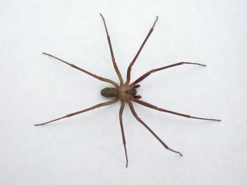 Toxicity of Spider venom: South Florida SPIDER WARNING Brown-10