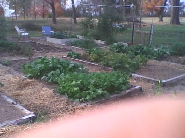 Photos of my fall garden Sfgfal13